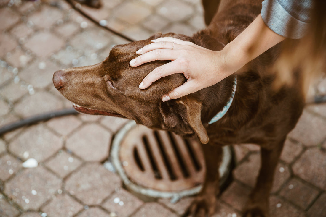 Health + Wellbeing: Grooming Tools that Prioritise Dog and Groomer Comfort