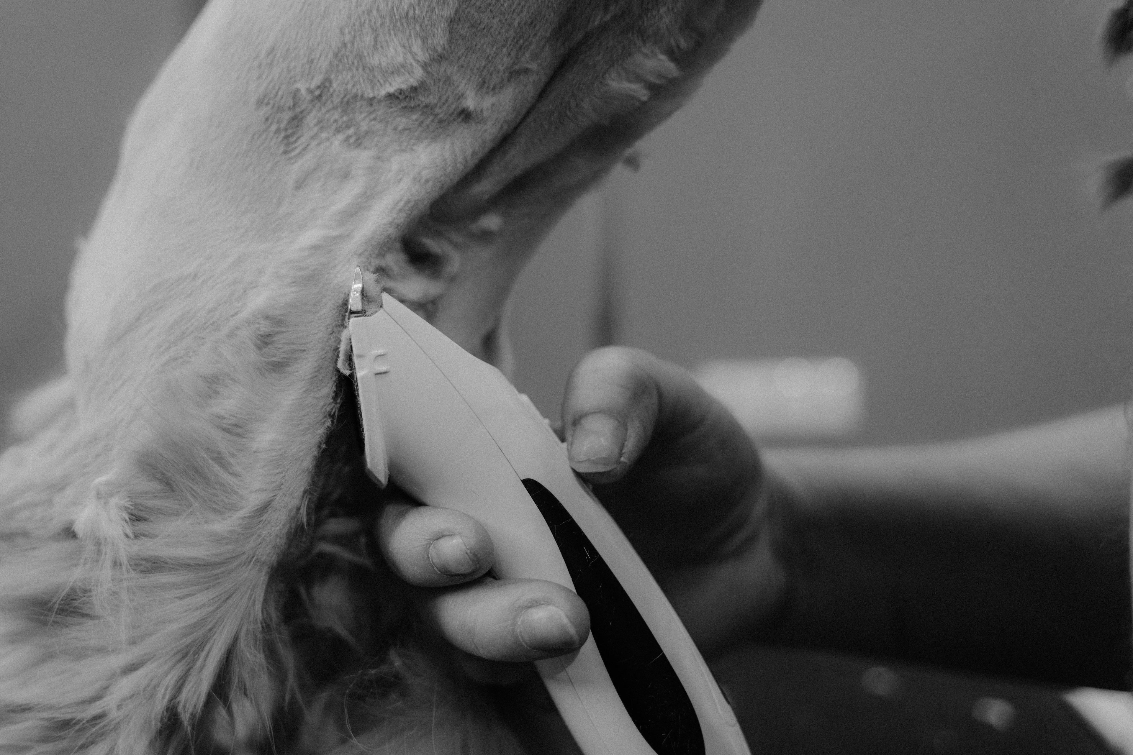 Dog Grooming Clippers in use.