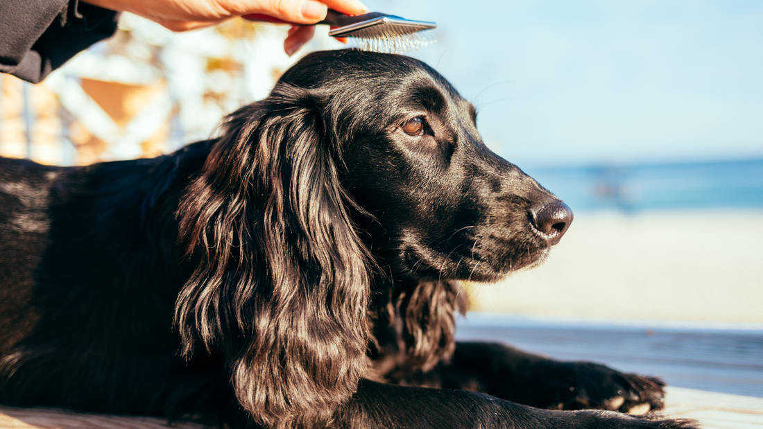 How To Groom A Cocker Spaniel - Tips And Step-By-Step Guides