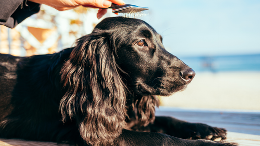 How To Groom A Cocker Spaniel - Tips And Step-By-Step Guides