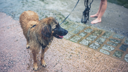 What Causes Wet Dog Smell And Can The Right Cologne Stop It?