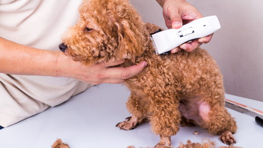 Person Using a pair of white clippers to groom a dog