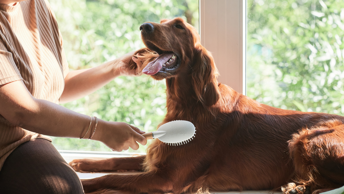 Woman brushing a dog in the window