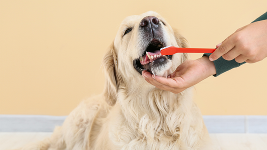 Woman using Pet Toothbrush on Golden Retriever
