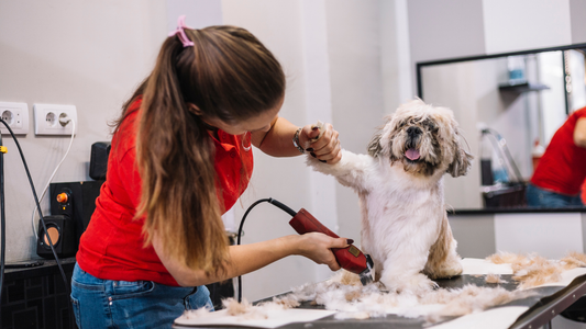 The Complete Guide to Dog Clipper Blade Care (Maintenance, Cleaning & Performance)