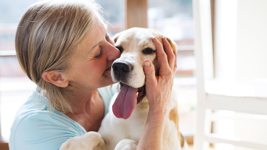 How to Make Your Dog Smell Good Between Grooms