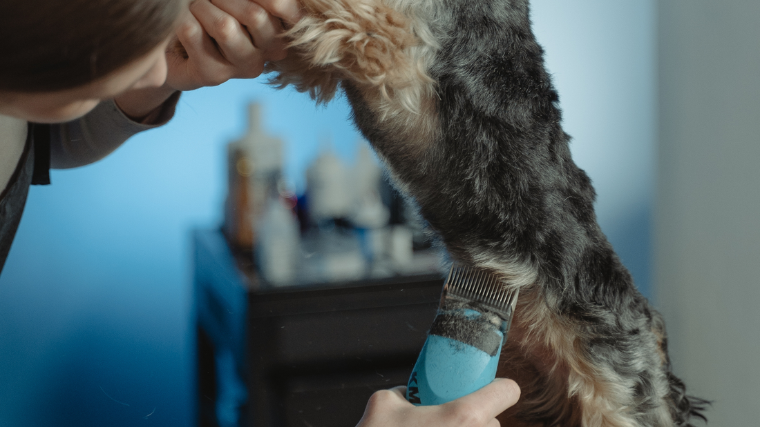 Woman shaving a dog using a pair of Clippers