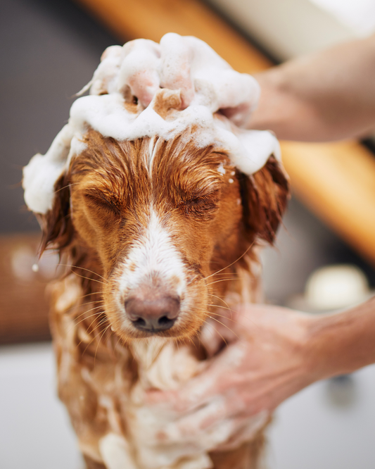 Why Whitening Shampoo Isn’t Just for Show Dogs. And How to Use It With Care