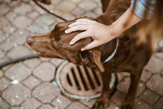 Health + Wellbeing: Grooming Tools that Prioritise Dog and Groomer Comfort