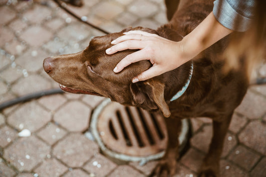 Health + Wellbeing: Grooming Tools that Prioritise Dog and Groomer Comfort
