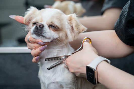 Salon Storage For Professional Dog Groomers: Protect Your Tools, Protect Your Business