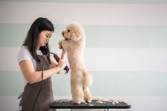 Clipper Maintenance 101: How to Keep Your Grooming Clippers in Top Condition