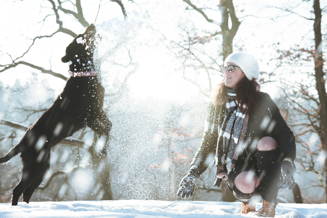 Top 5 Ways To Get Your Dog Grooming Salon Winter Ready