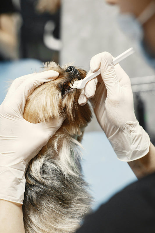 Woman Brushing a Dog's Teeth with a Double-Ended Toothbrush