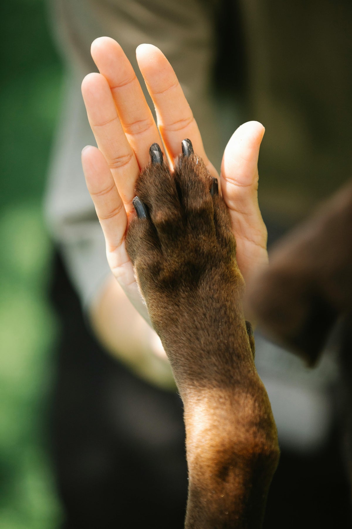 Dog paw against in a womands palm.