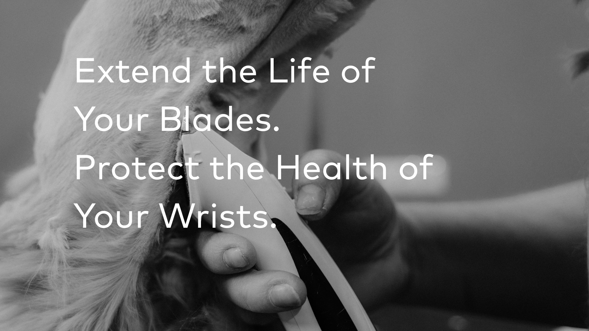 Person trimming a dog's fur with clippers, focusing on the action.