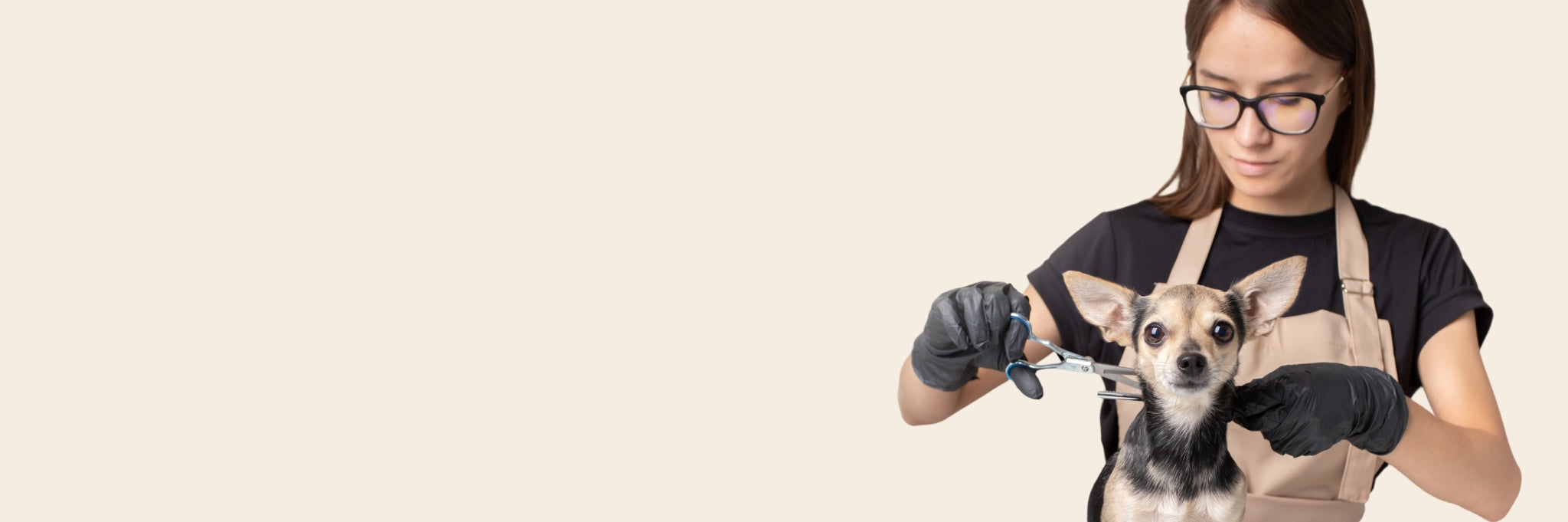 Woman grooming a small dog with tools on a beige background