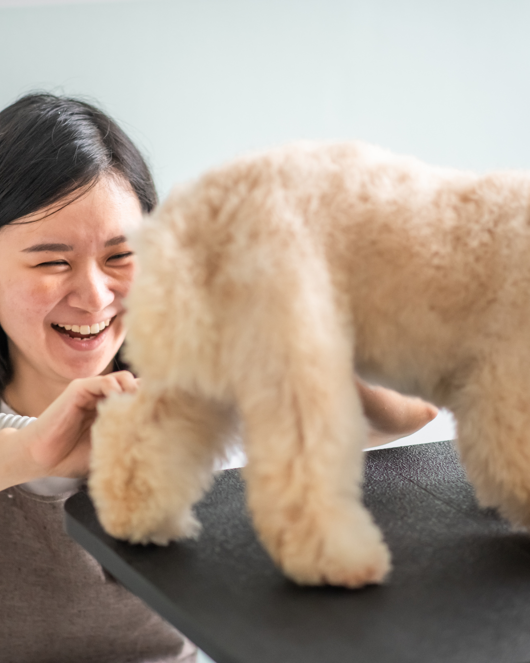 woman groming dog on a table