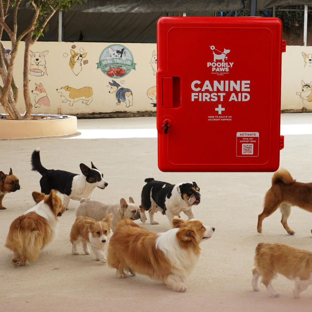 Dogs in a daycare centre with a Poorly Paws First Aid Cabinet in the background
