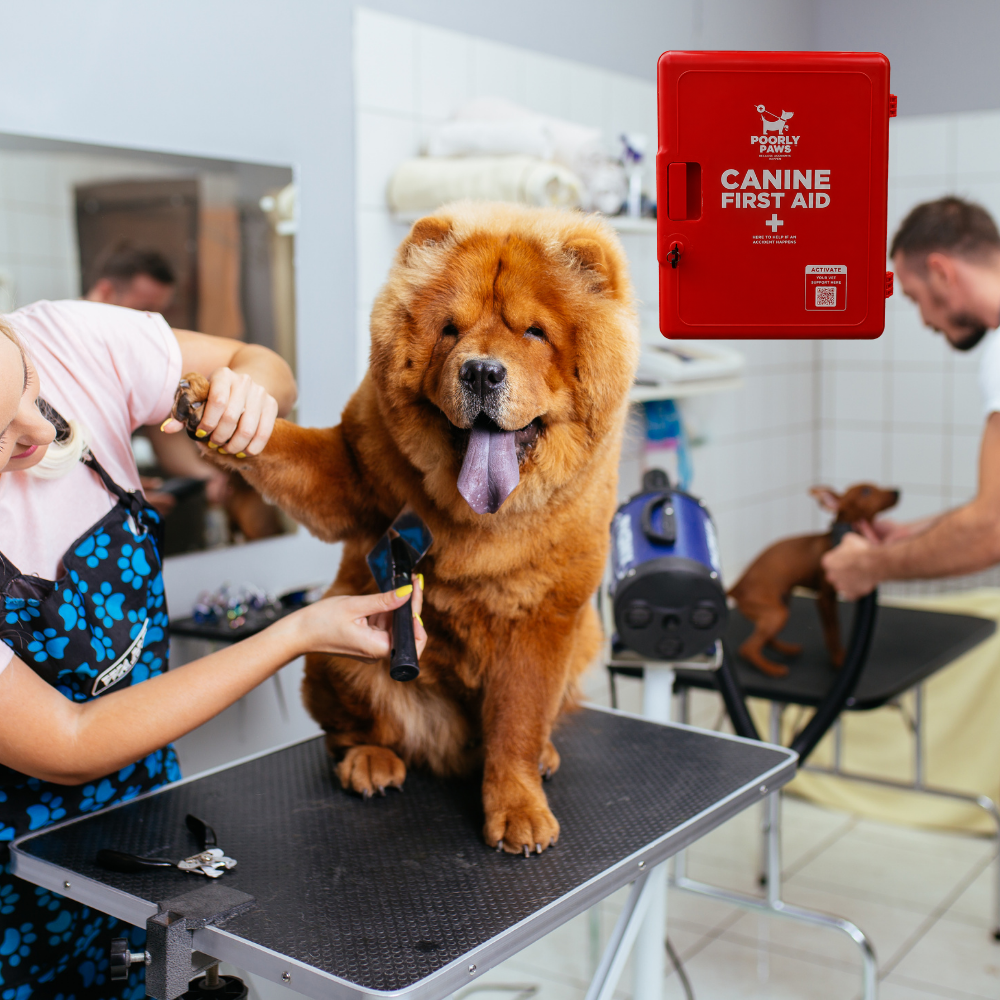 Woman and Man working in a dog grooming salon with a Poorly Paws First Aid Cabinet in the background