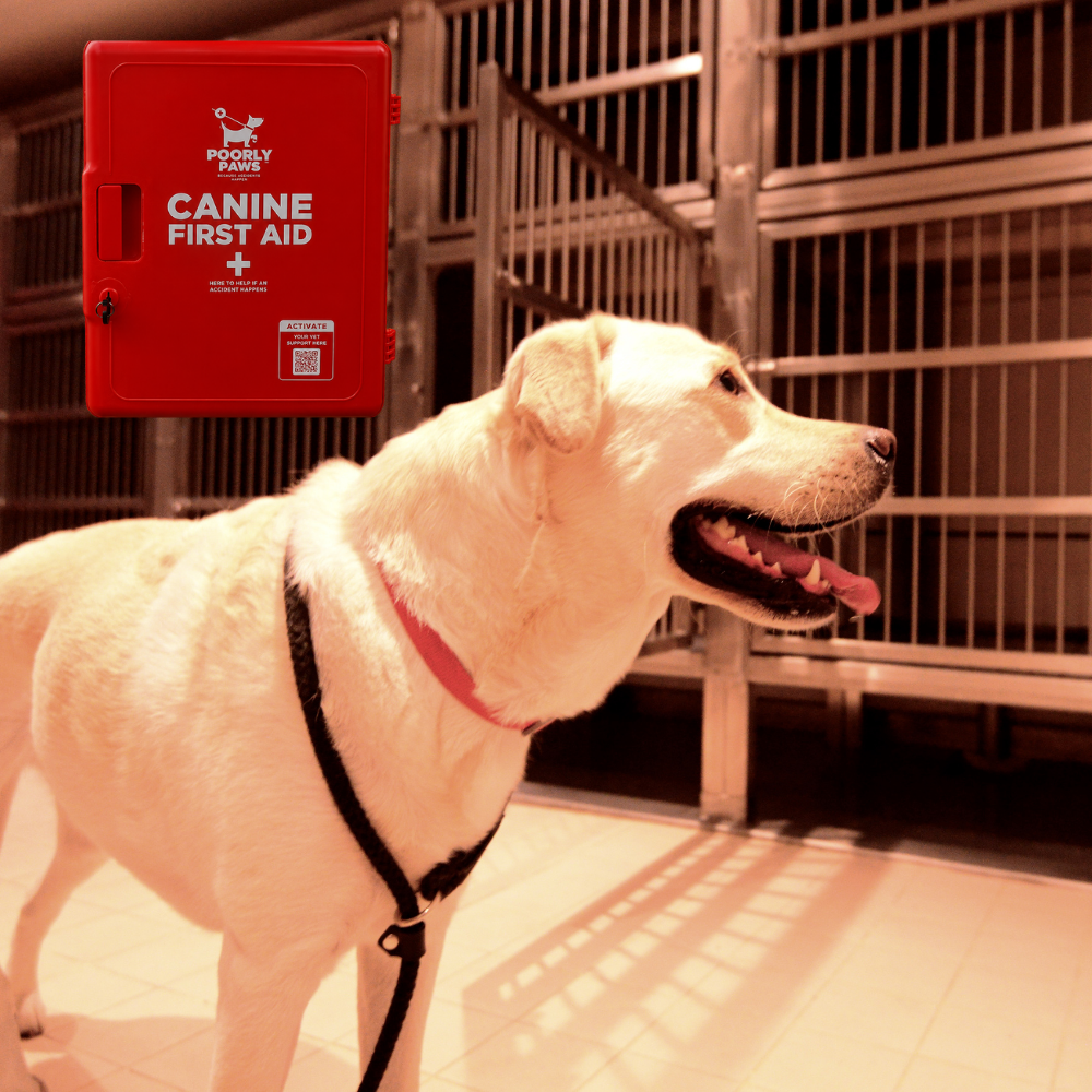 Dog in a dog kennel with a Poorly Paws First Aid Cabinet in the background